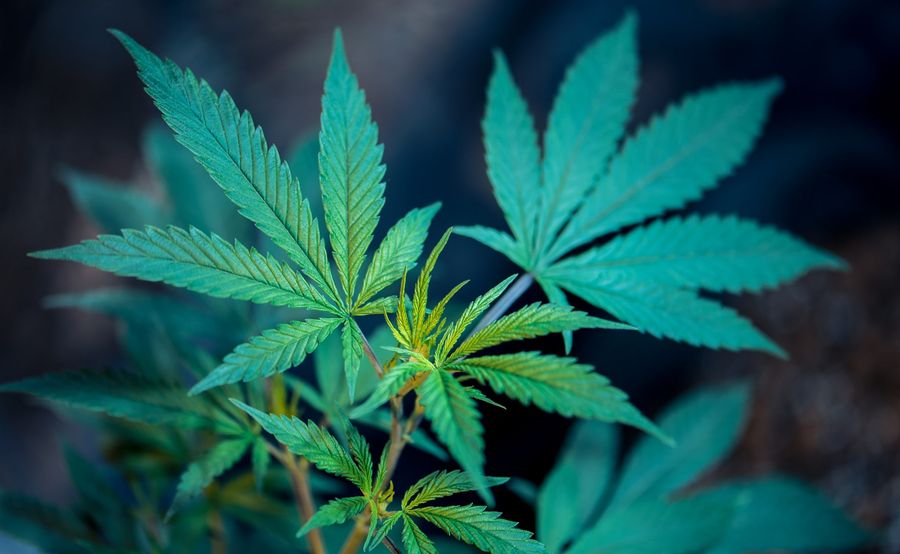 marijuana testing