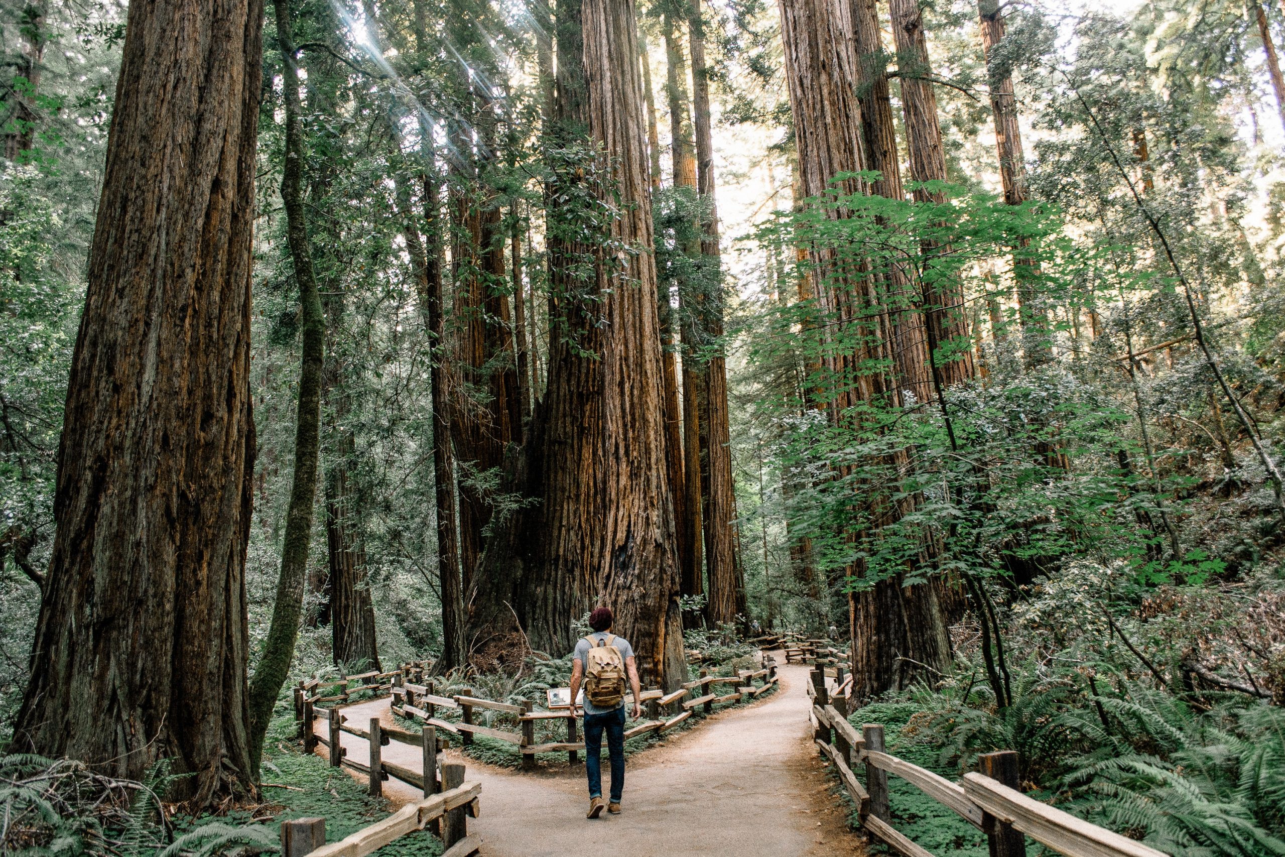 Person walking through a towering redwood forest, showcasing nature's grandeur.