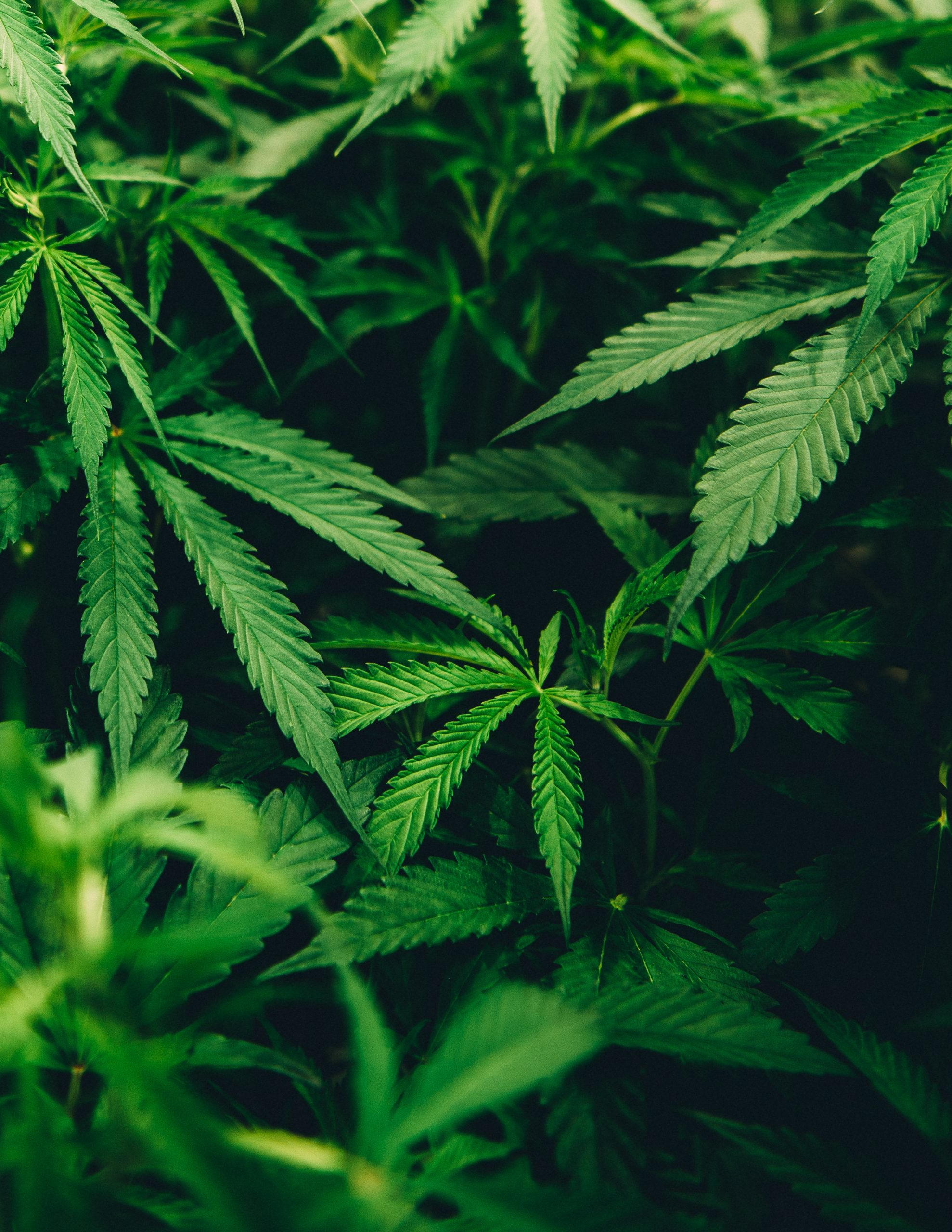 Close-up of lush green cannabis leaves, representing workplace drug policy topics.