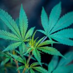 Is Marijuana Testing Still Valid in Today’s Workplace?