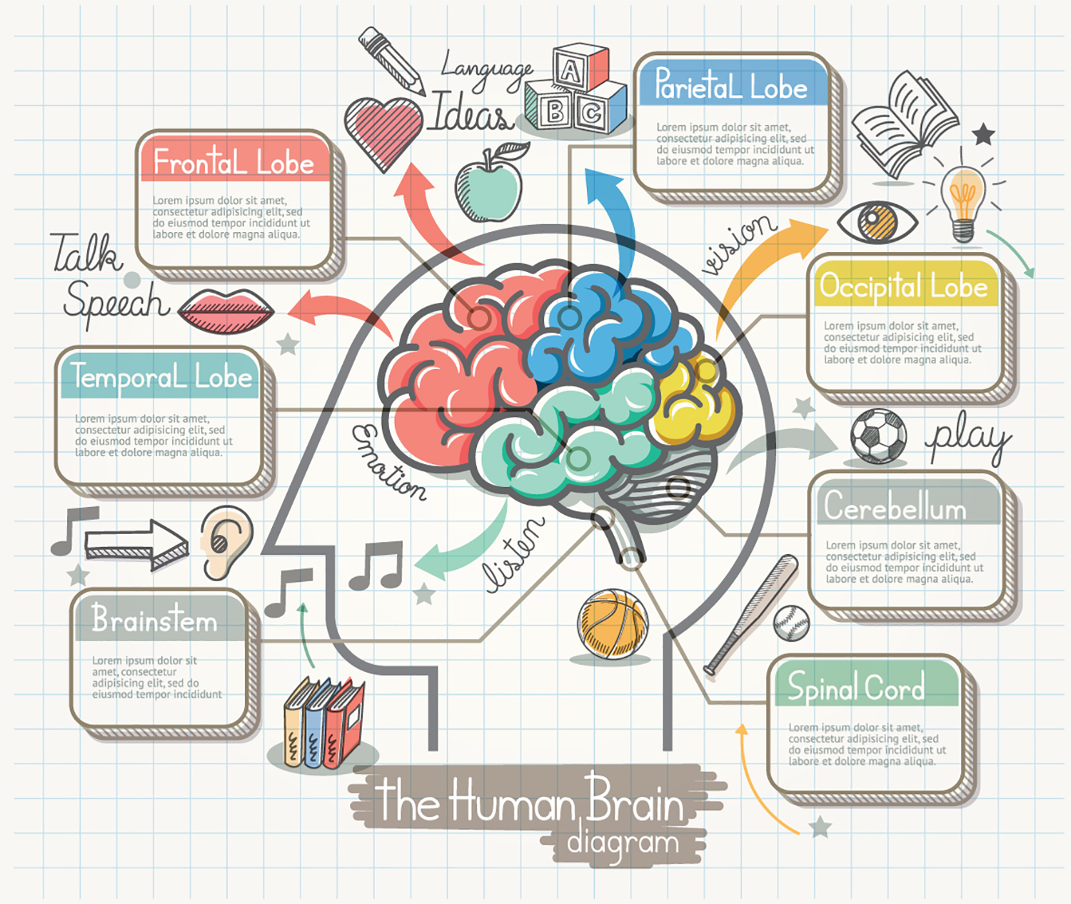Illustrated diagram of the human brain showing the functions of different lobes, including frontal, parietal, occipital, and temporal lobes.